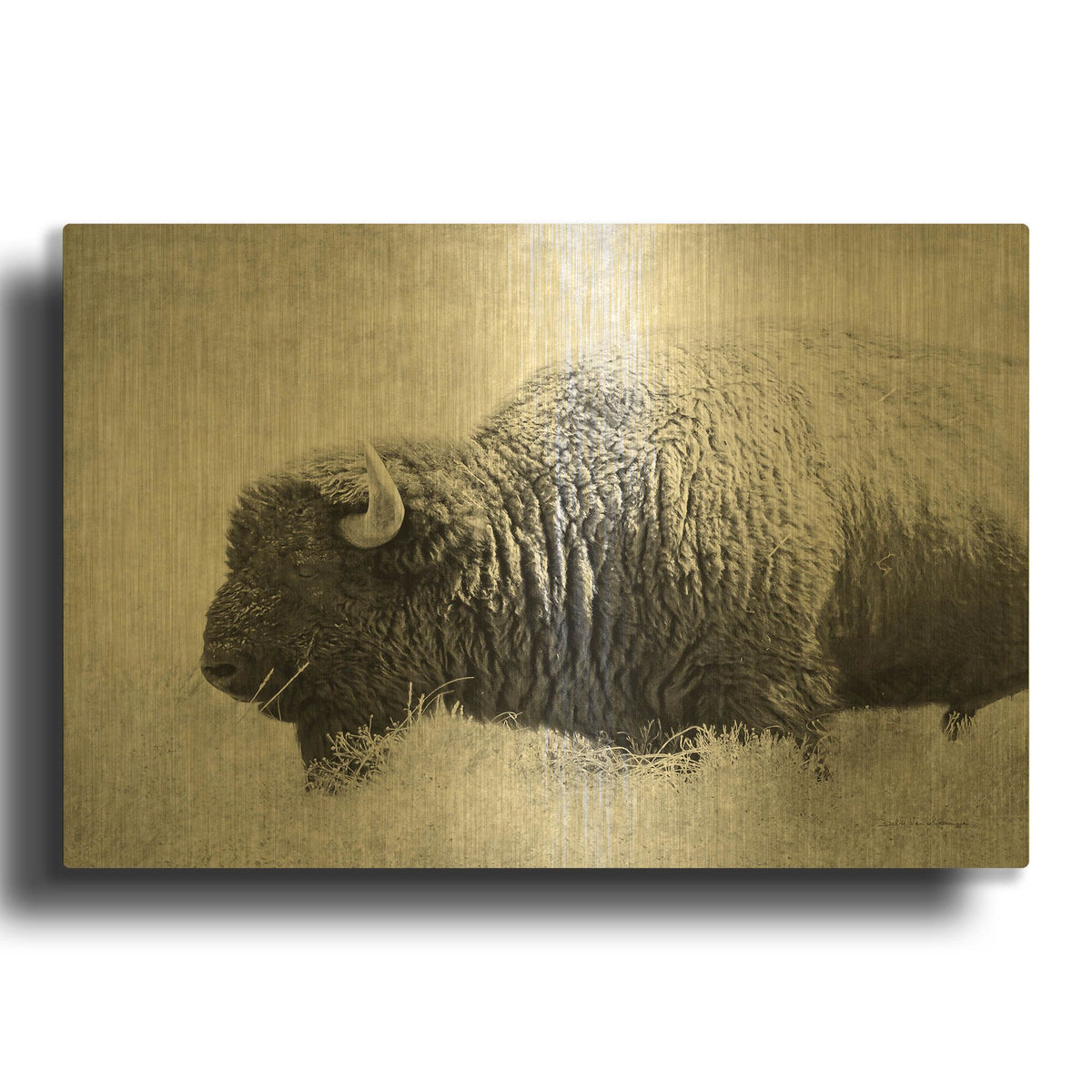 'Buffalo II BW' By Debra Van Swearingen Gold Metal Wall Art