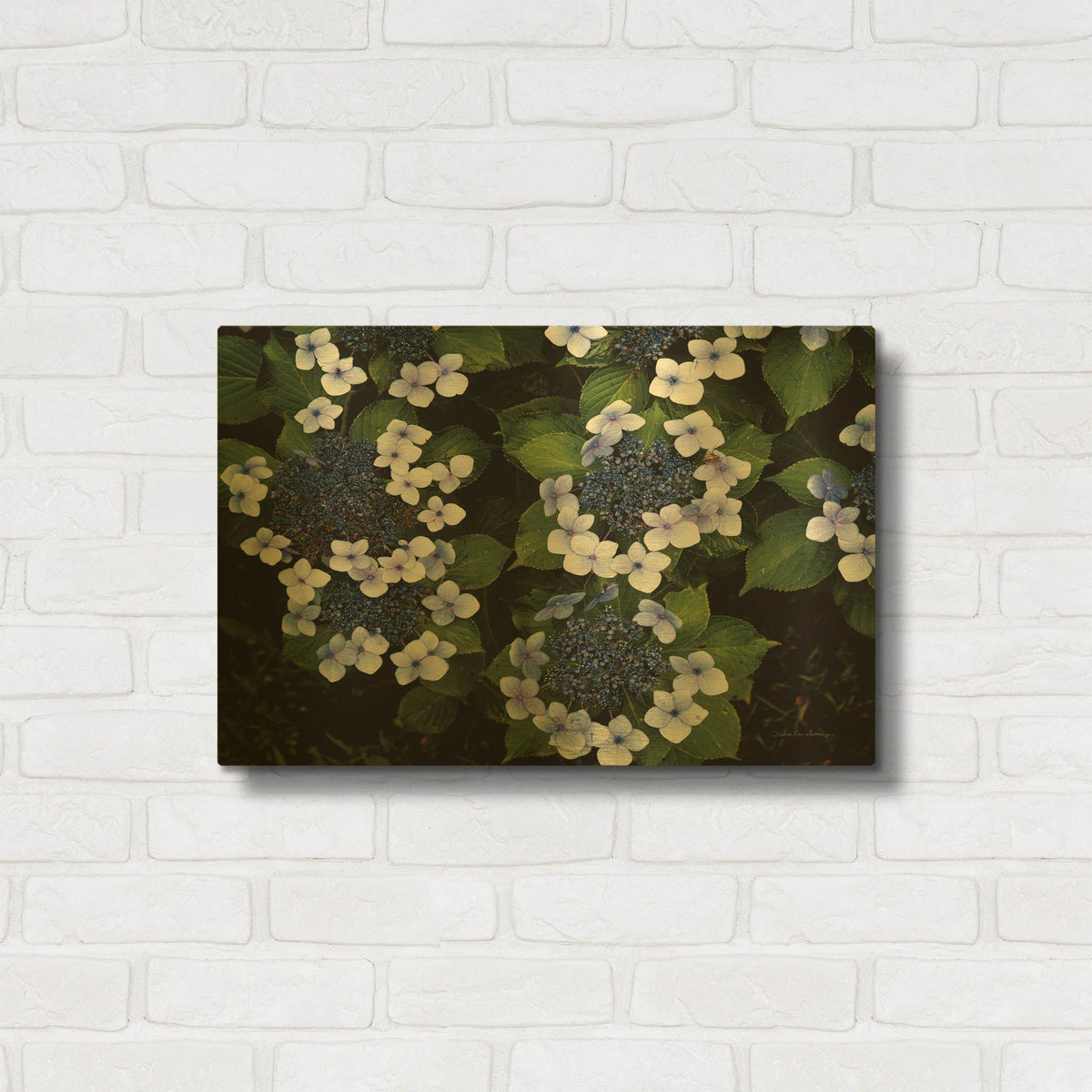 'Hydrangeas Opening' By Debra Van Swearingen Gold Metal Wall Art
