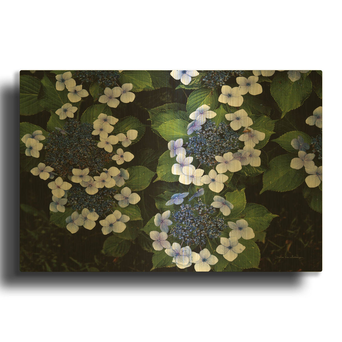 'Hydrangeas Opening' By Debra Van Swearingen Gold Metal Wall Art