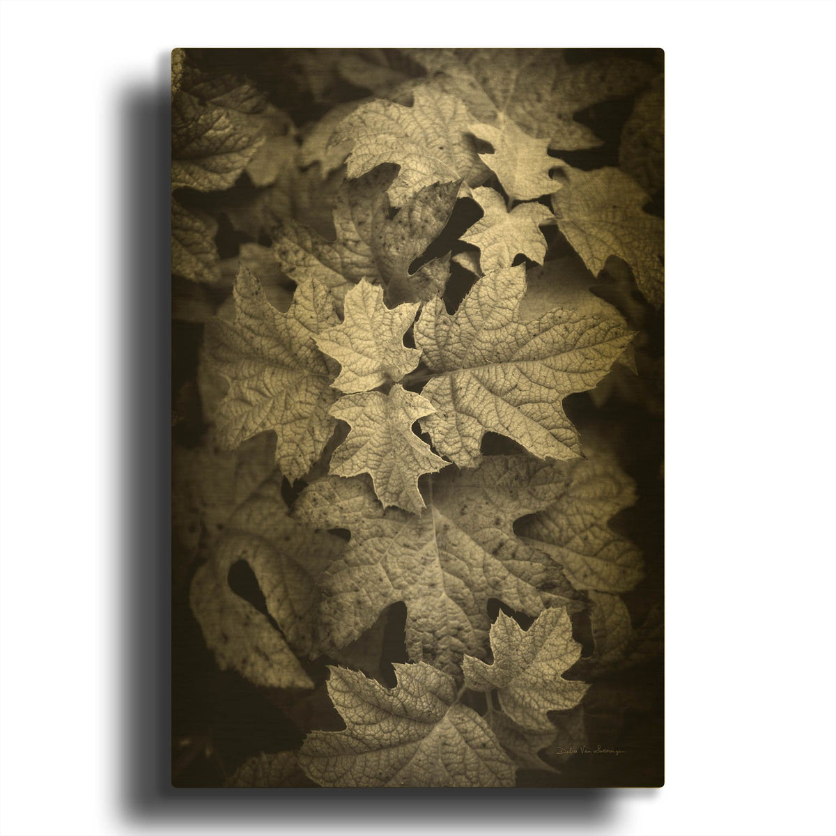'Hydrangea Leaves in Black and White' By Debra Van Swearingen Gold Metal Wall Art
