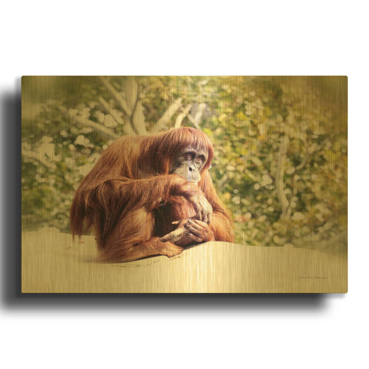 'Orangutan' By Debra Van Swearingen Gold Metal Wall Art