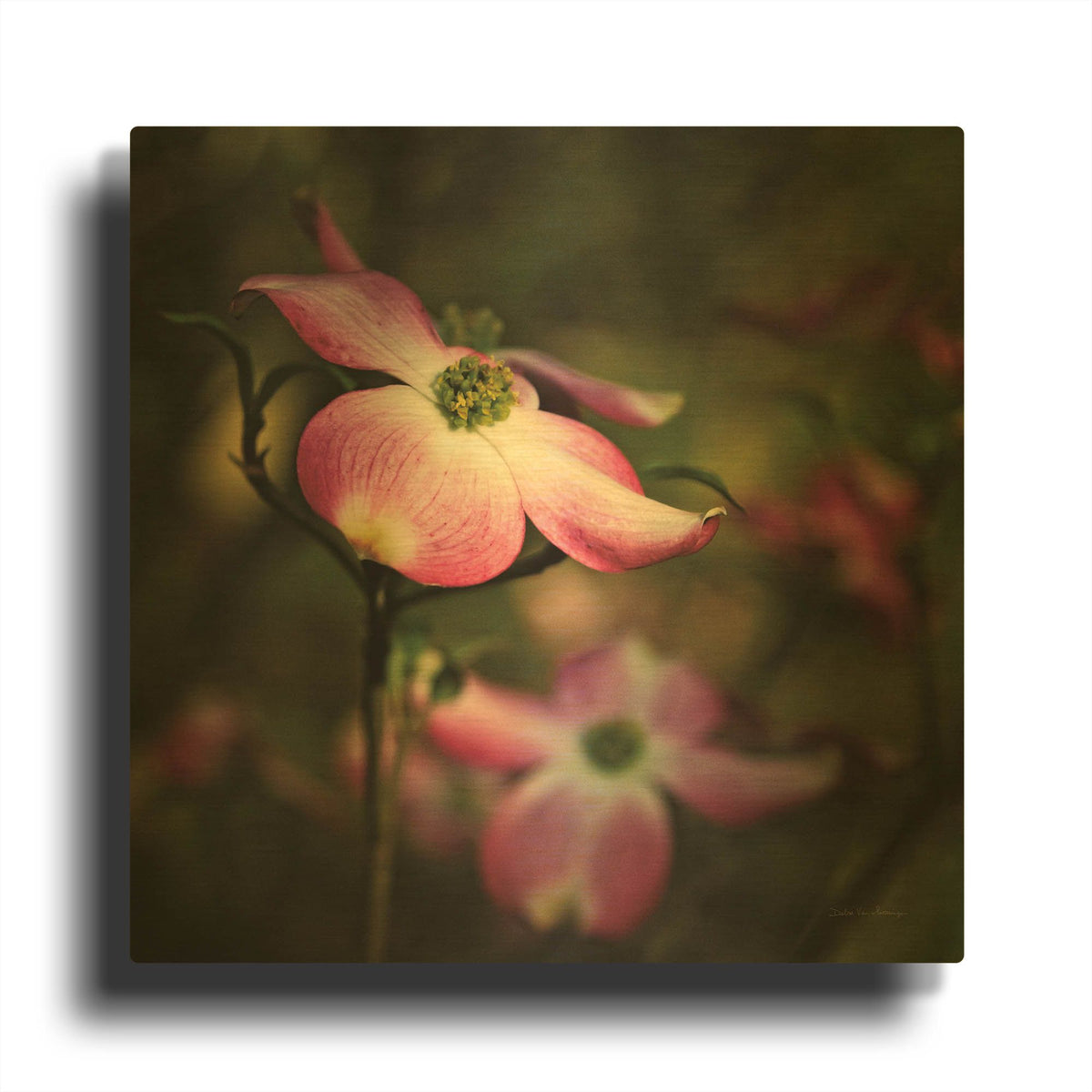'Pink Dogwood II' By Debra Van Swearingen Gold Metal Wall Art