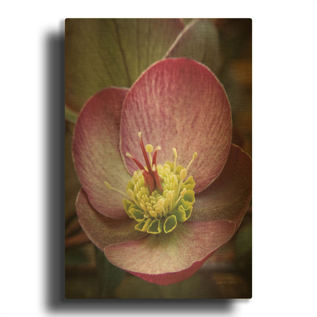 'Lenton Rose IV' By Debra Van Swearingen Gold Metal Wall Art