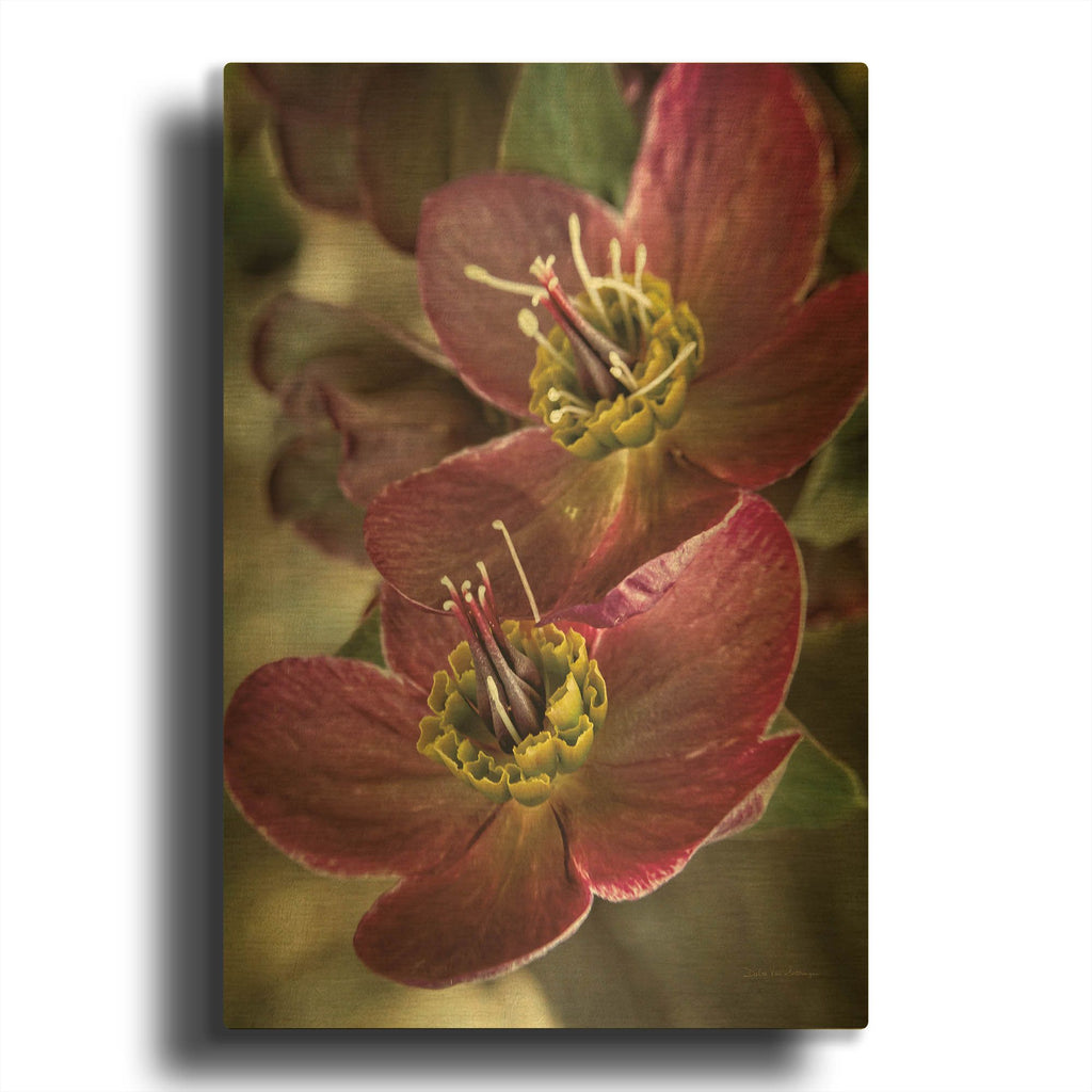 'Lenton Rose V' By Debra Van Swearingen Gold Metal Wall Art