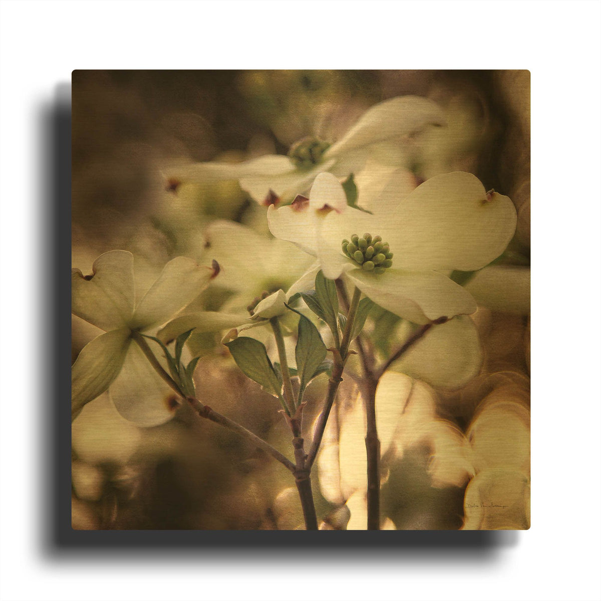 'White Dogwood II' By Debra Van Swearingen Gold Metal Wall Art