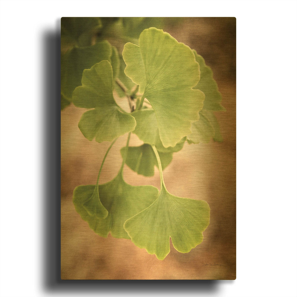'Sprouting Ginkgo IV' By Debra Van Swearingen Gold Metal Wall Art
