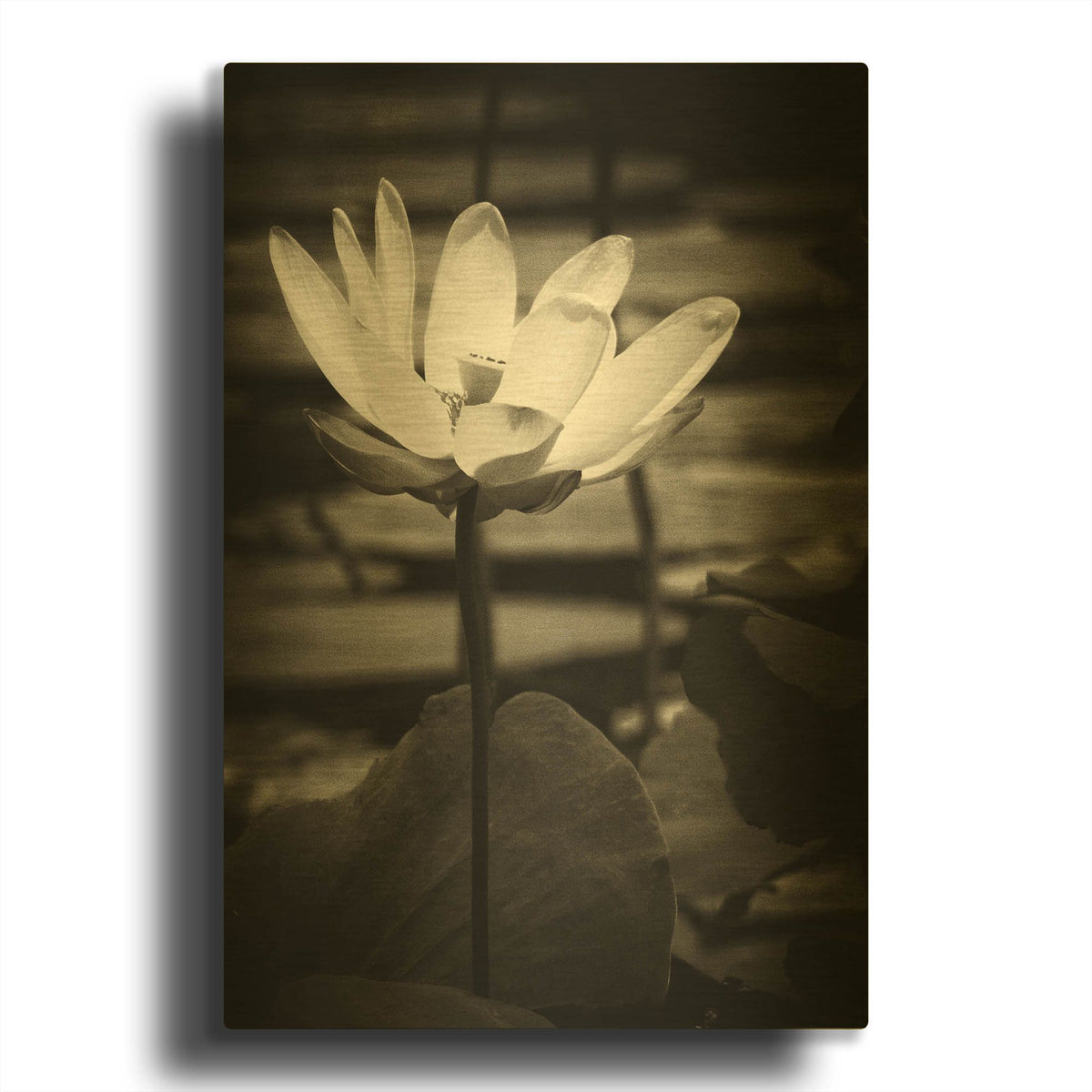 'Lotus Flower VIII' By Debra Van Swearingen Gold Metal Wall Art