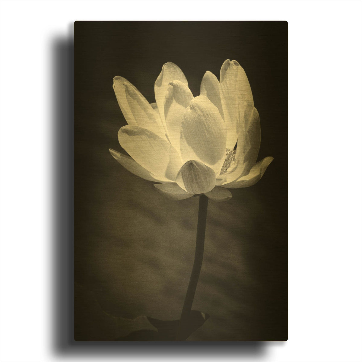 'Lotus Flower X' By Debra Van Swearingen Gold Metal Wall Art