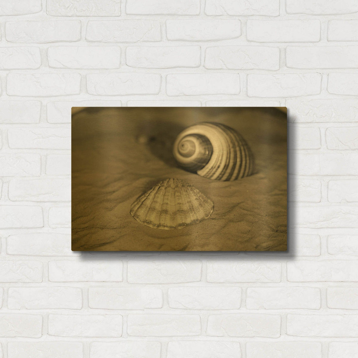 'Scallop Tonna' By Debra Van Swearingen Gold Metal Wall Art
