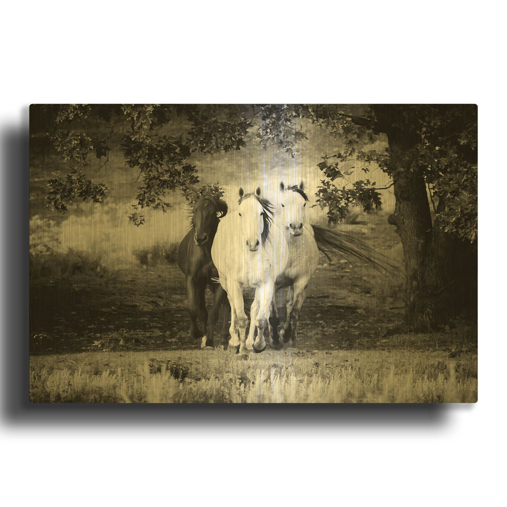 'Three Wild Horses BW' By Debra Van Swearingen Gold Metal Wall Art