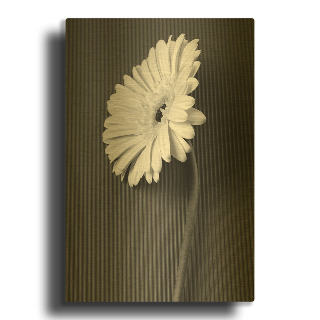 'Fresh Cut Daisy II' By Debra Van Swearingen Gold Metal Wall Art
