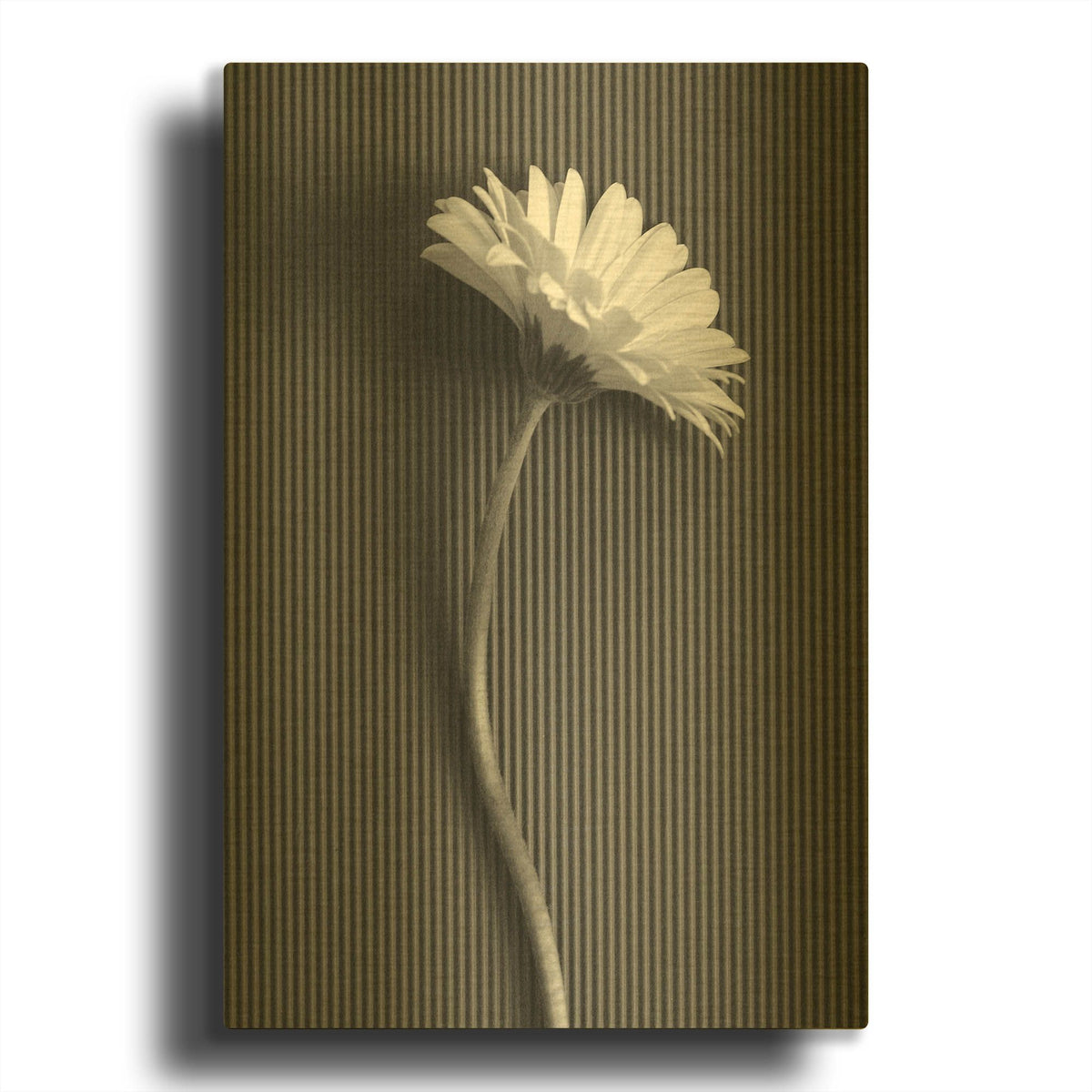 'Fresh Cut Daisy III' By Debra Van Swearingen Gold Metal Wall Art