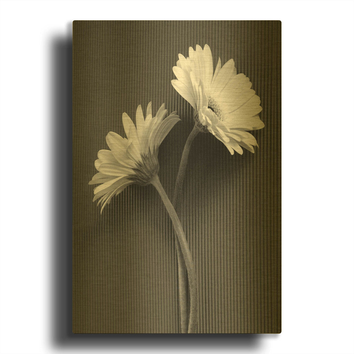 'Fresh Cut Daisy IV' By Debra Van Swearingen Gold Metal Wall Art