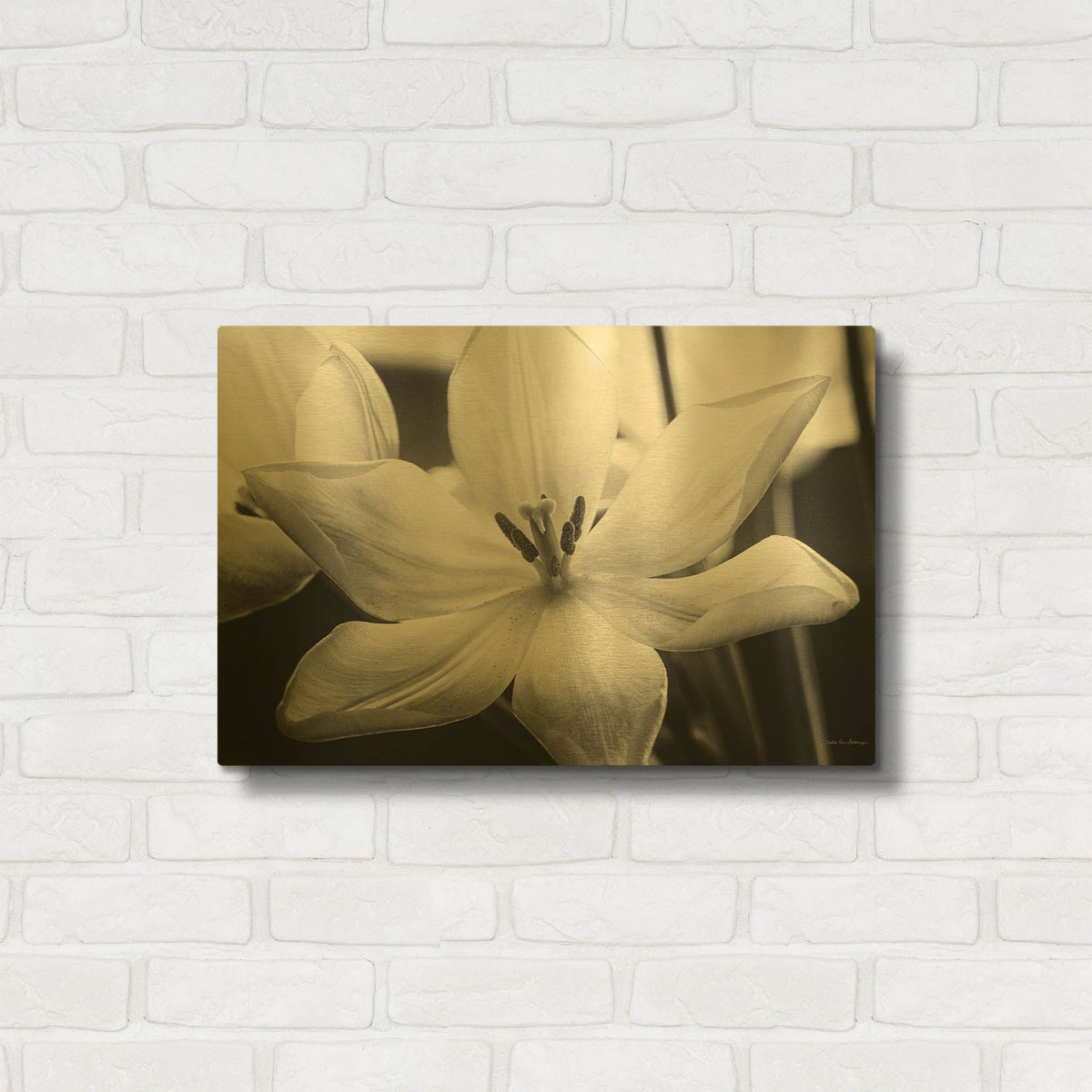 'Translucent Tulips IV' By Debra Van Swearingen Gold Metal Wall Art