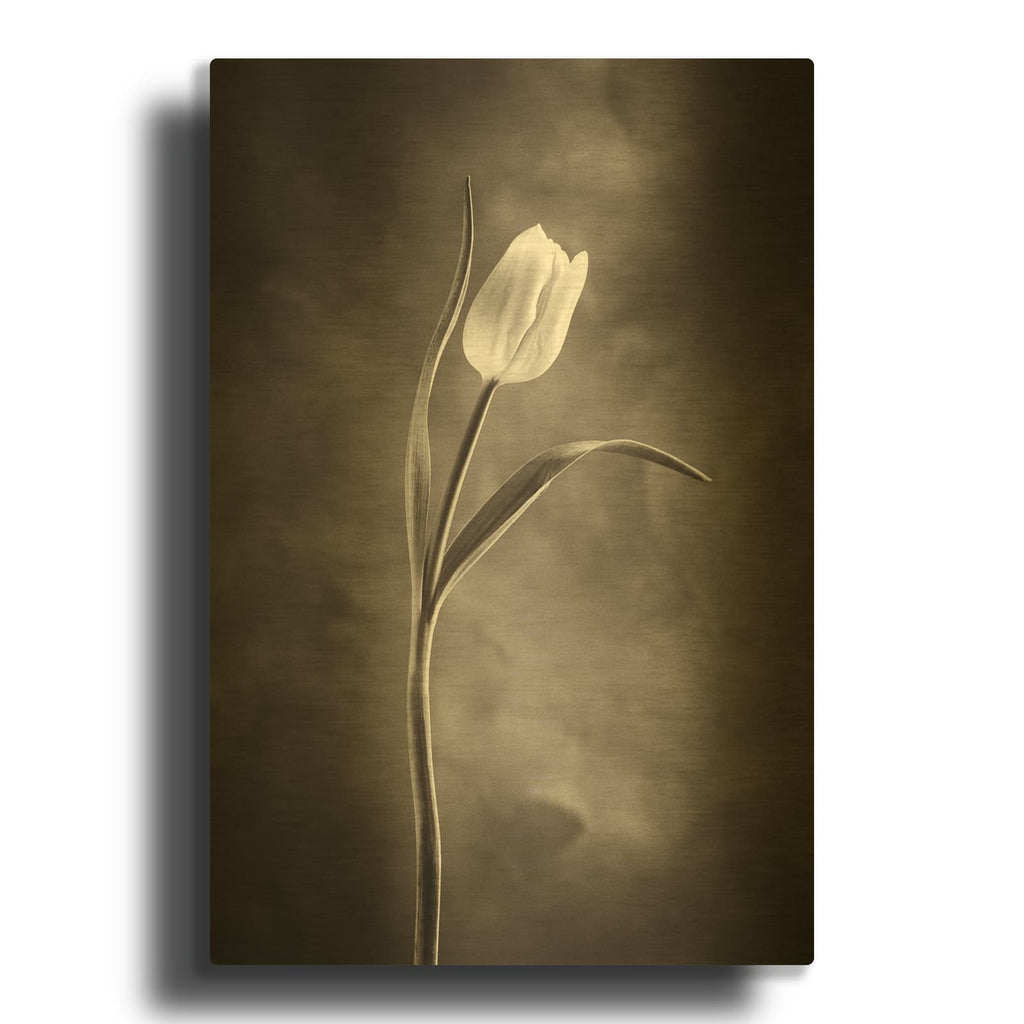 'Two Tone Tulips I' By Debra Van Swearingen Gold Metal Wall Art