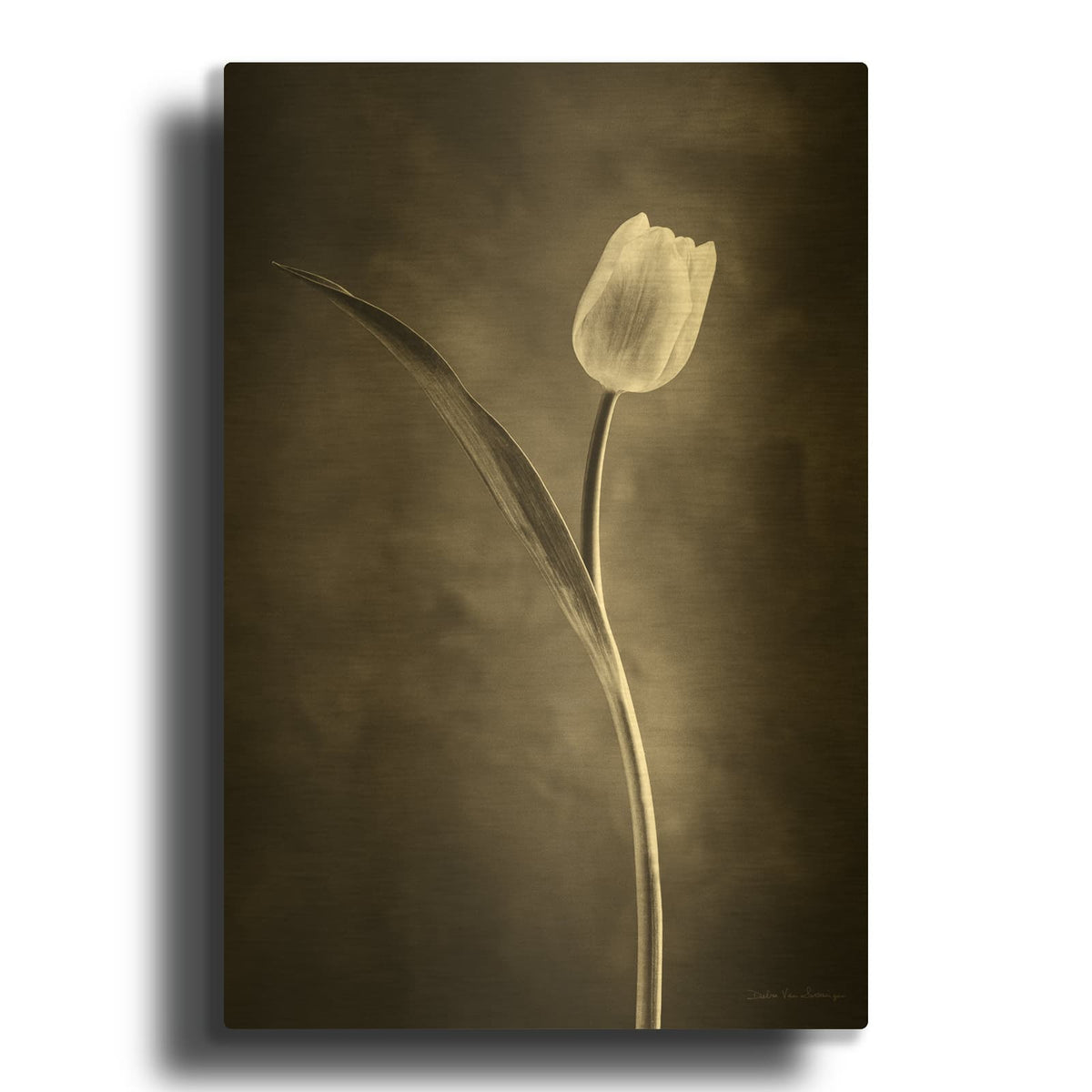 'Two Tone Tulips II' By Debra Van Swearingen Gold Metal Wall Art