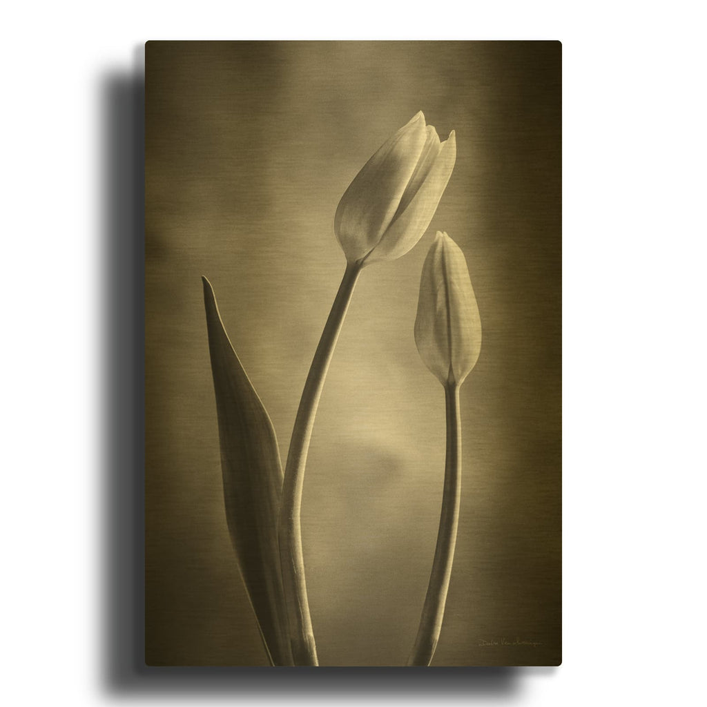 'Two Tone Tulips III' By Debra Van Swearingen Gold Metal Wall Art