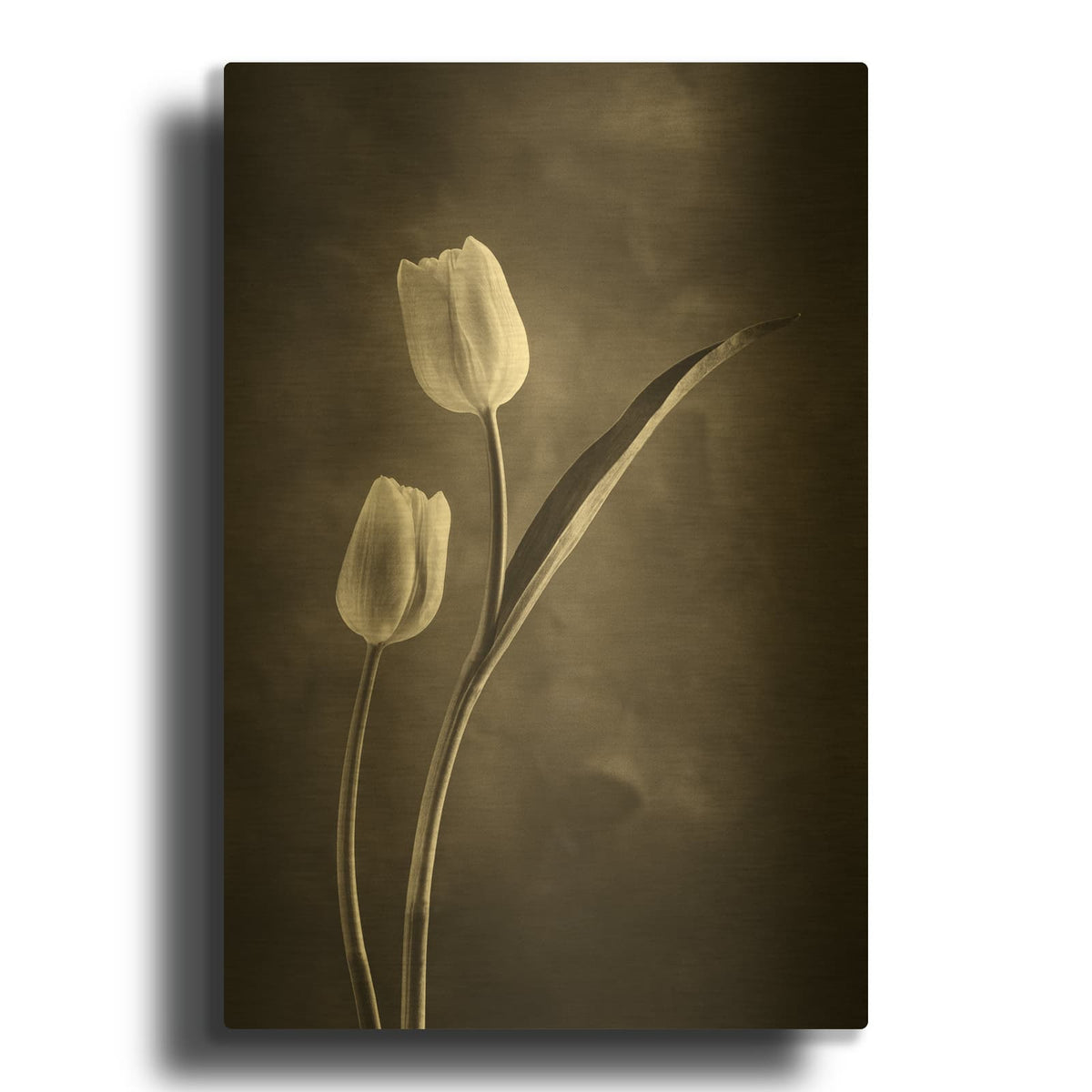 'Two Tone Tulips IV' By Debra Van Swearingen Gold Metal Wall Art