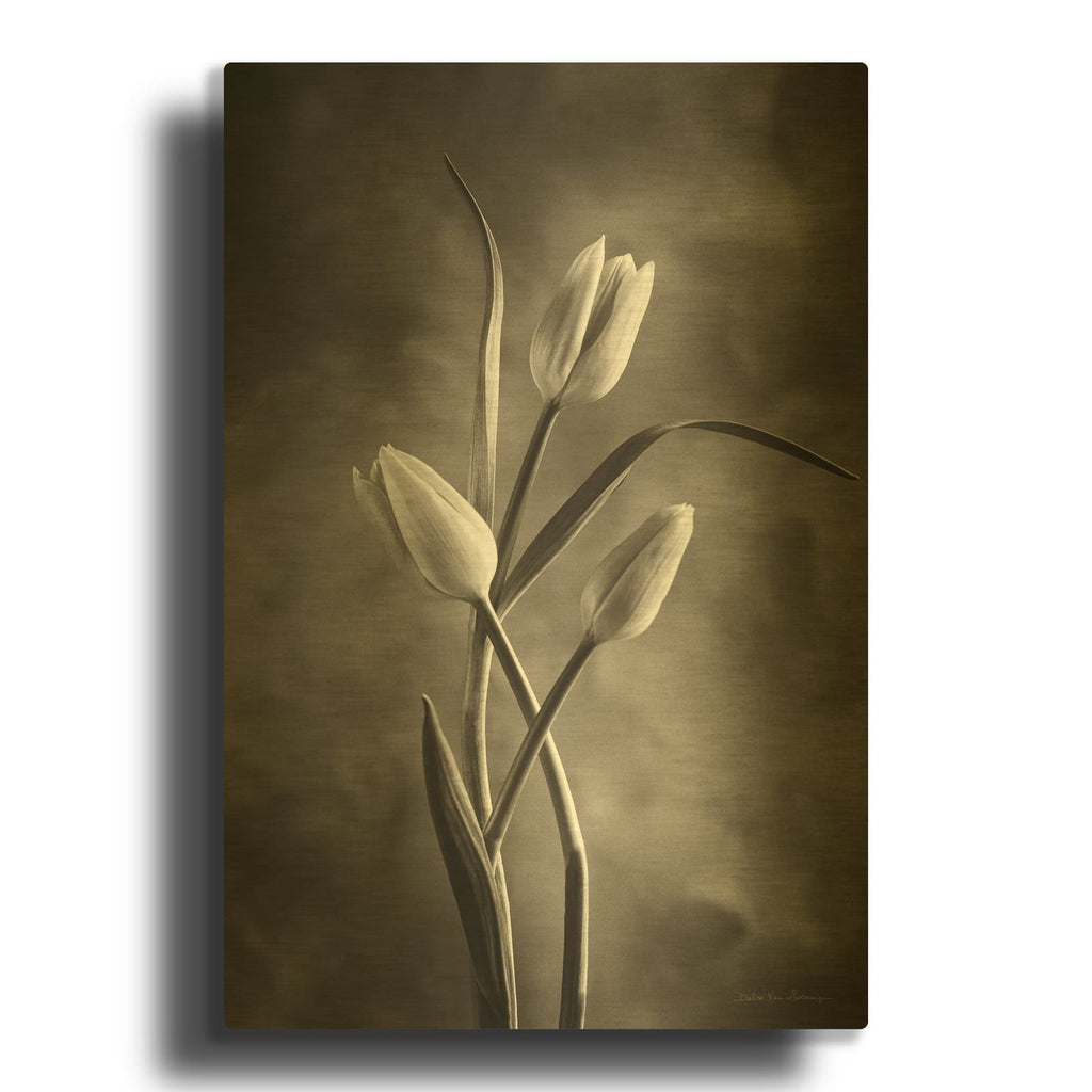'Two Tone Tulips VII' By Debra Van Swearingen Gold Metal Wall Art