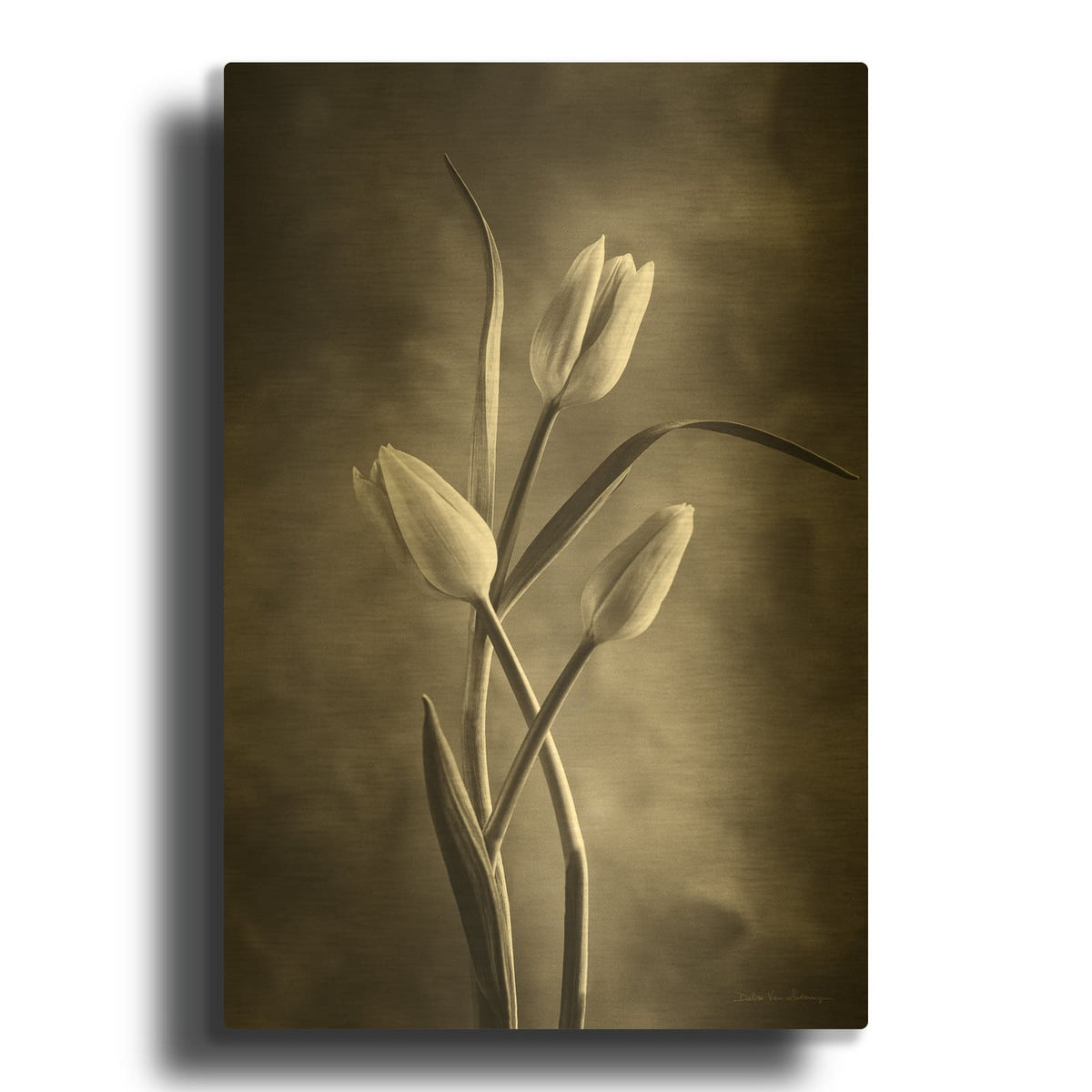 'Two Tone Tulips VII' By Debra Van Swearingen Gold Metal Wall Art