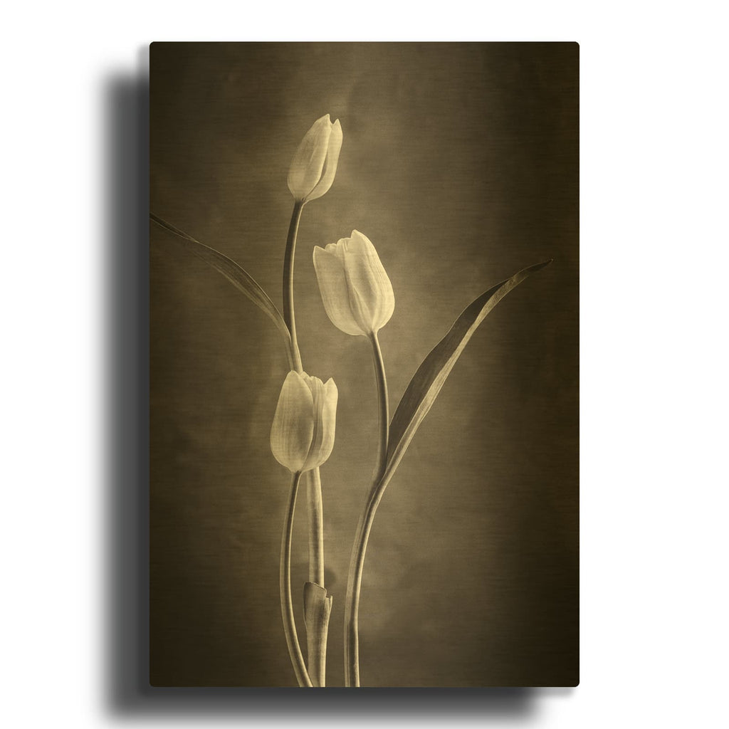 'Two Tone Tulips VIII' By Debra Van Swearingen Gold Metal Wall Art