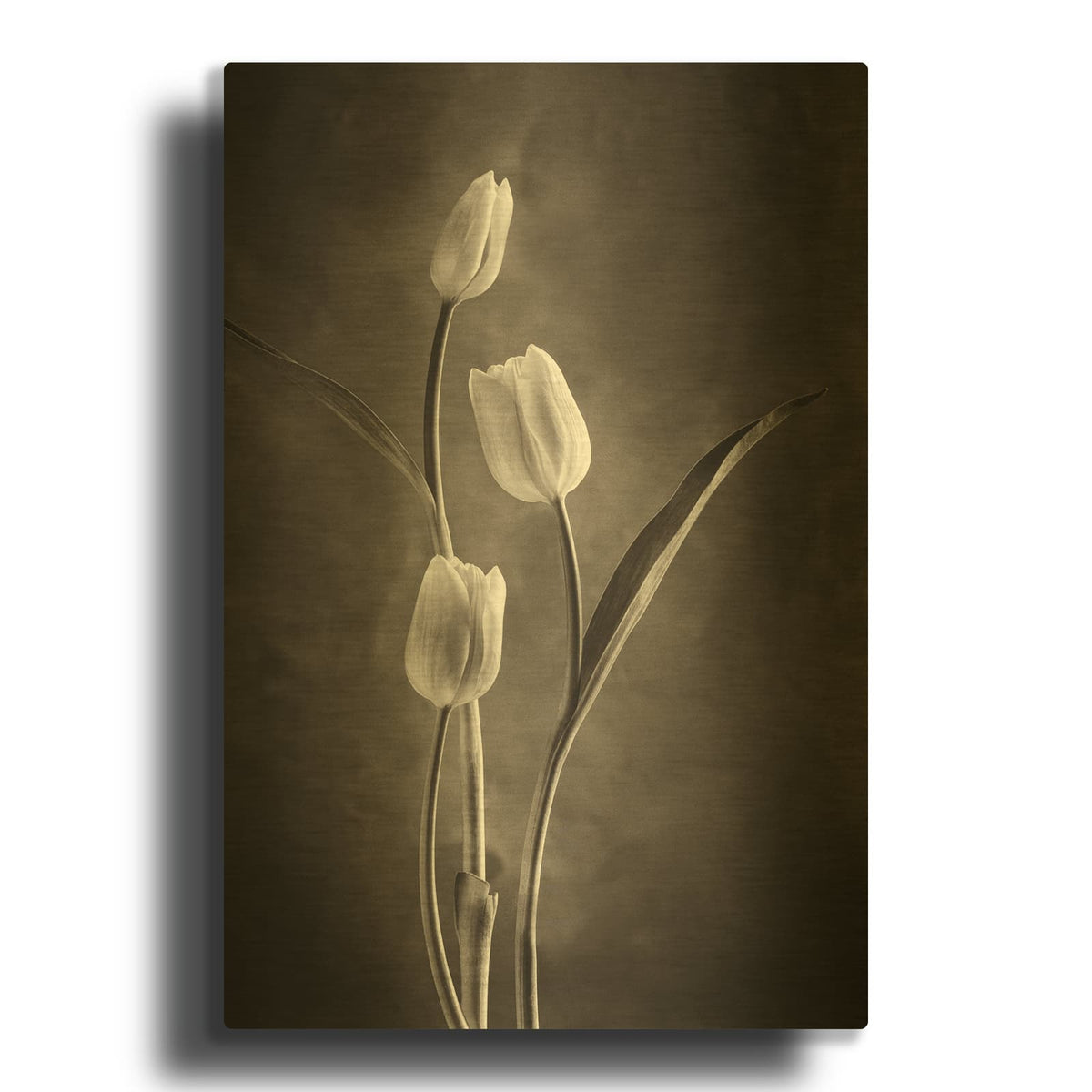 'Two Tone Tulips VIII' By Debra Van Swearingen Gold Metal Wall Art