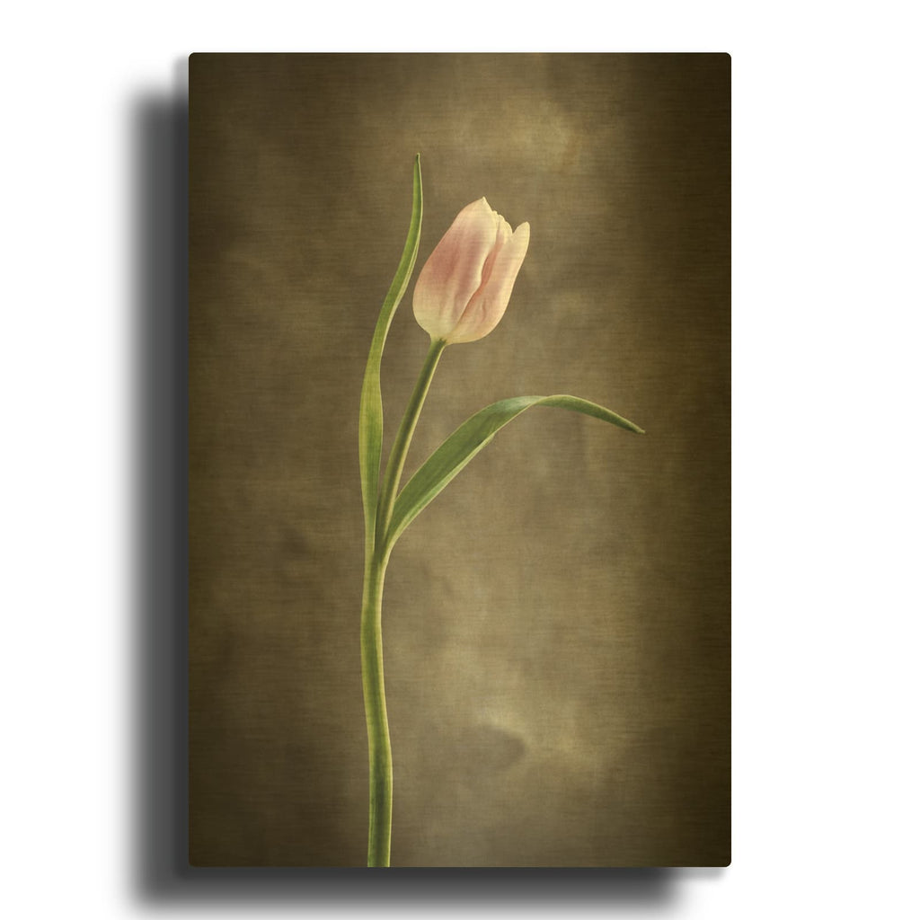 'Spring Tulips I' By Debra Van Swearingen Gold Metal Wall Art