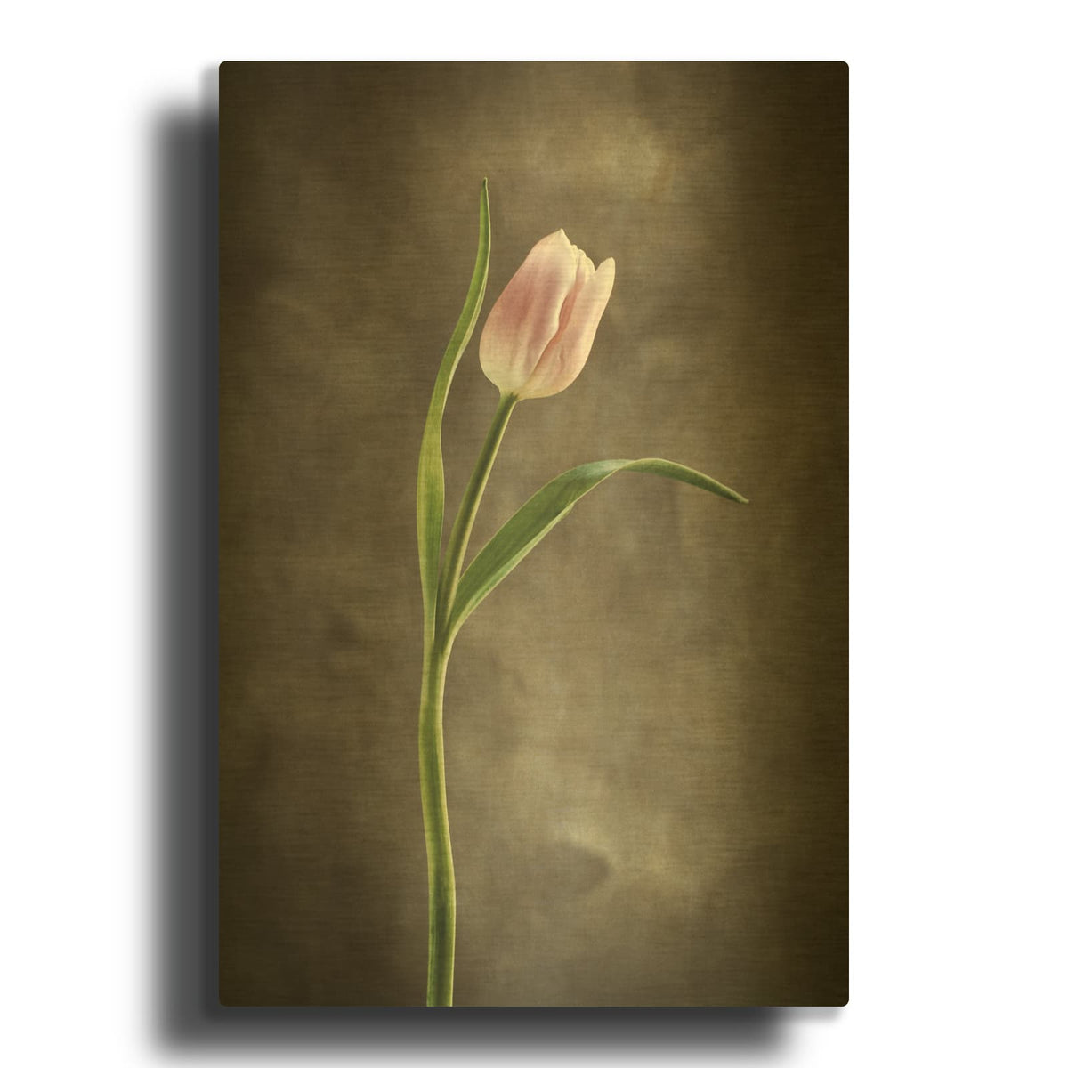 'Spring Tulips I' By Debra Van Swearingen Gold Metal Wall Art