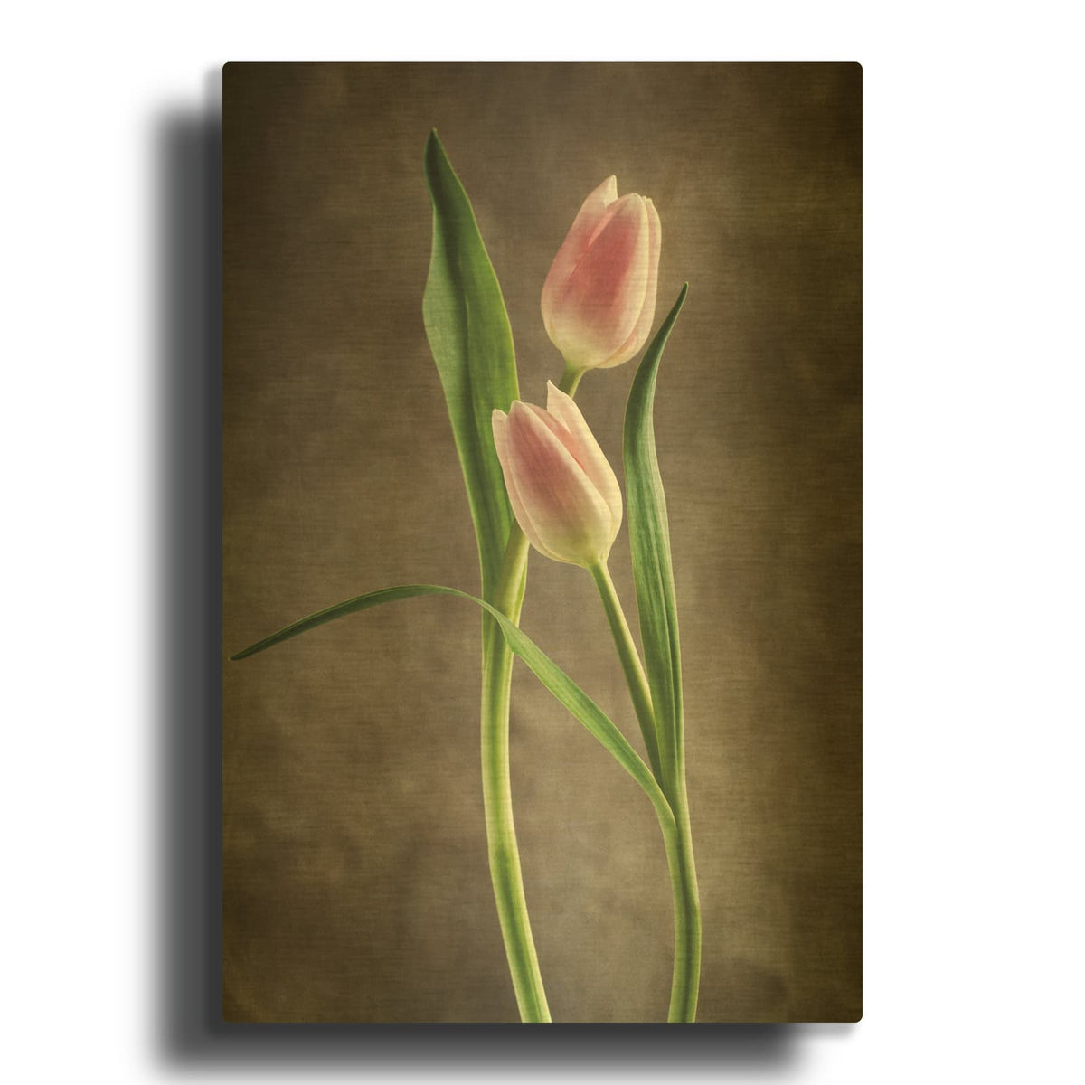 'Spring Tulips VI' By Debra Van Swearingen Gold Metal Wall Art