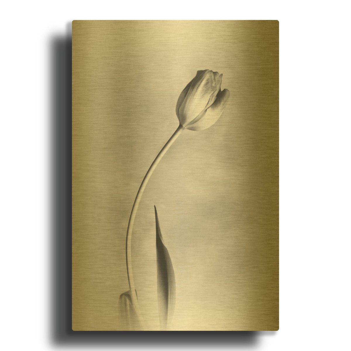 'Soft Tulips I' By Debra Van Swearingen Gold Metal Wall Art