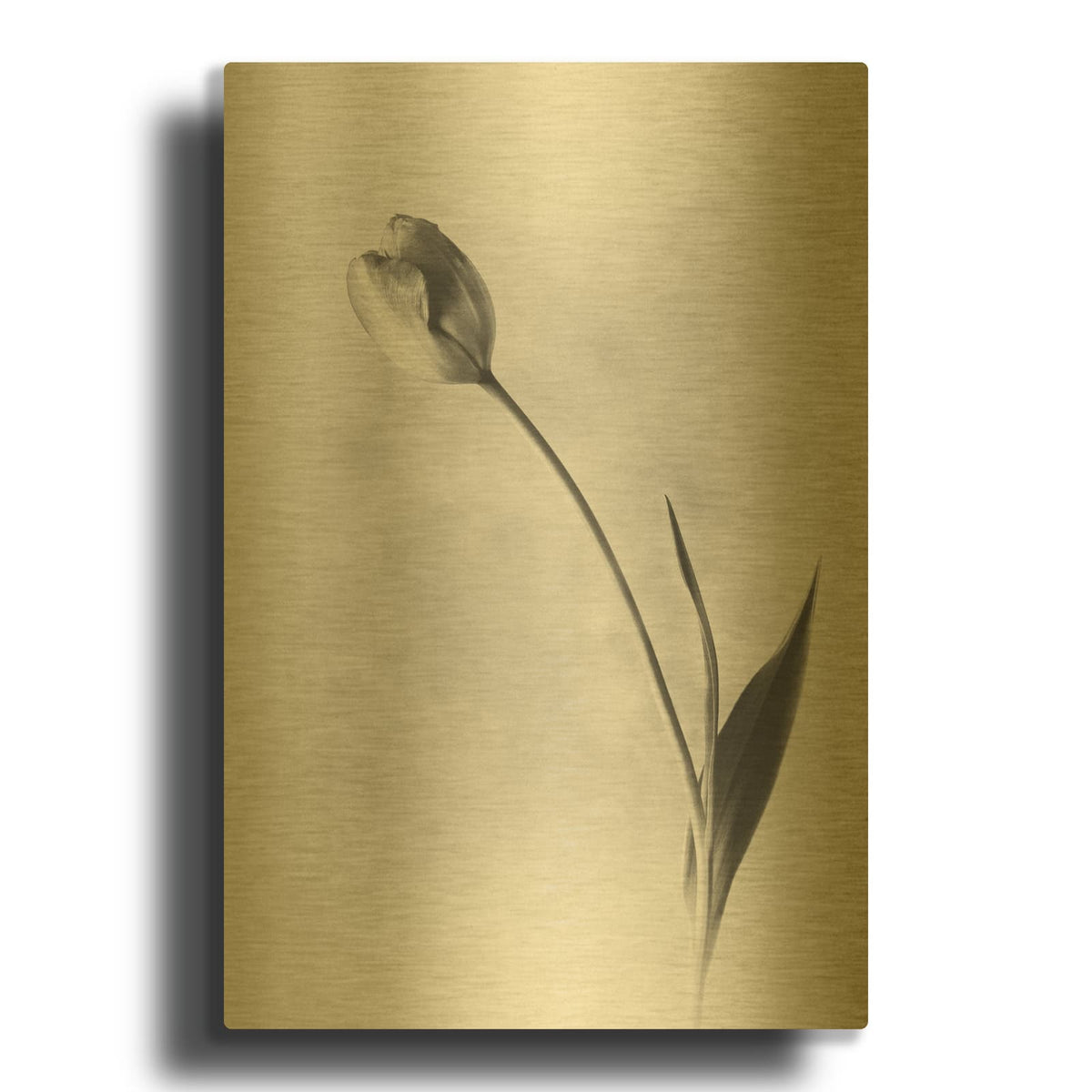 'Soft Tulips II' By Debra Van Swearingen Gold Metal Wall Art
