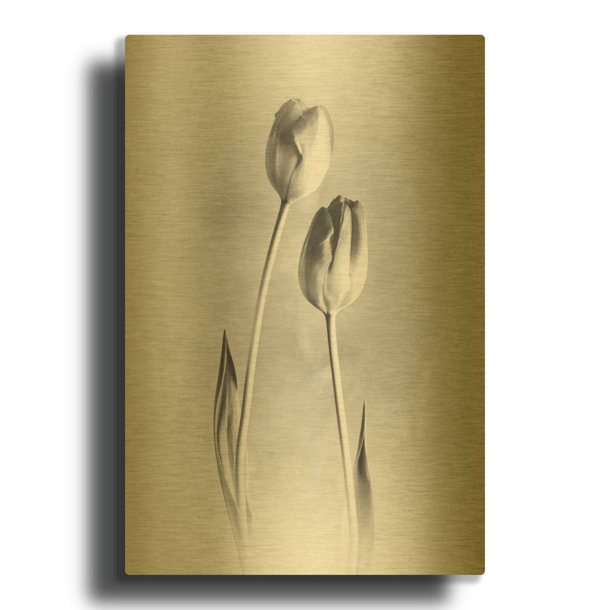 'Soft Tulips III' By Debra Van Swearingen Gold Metal Wall Art