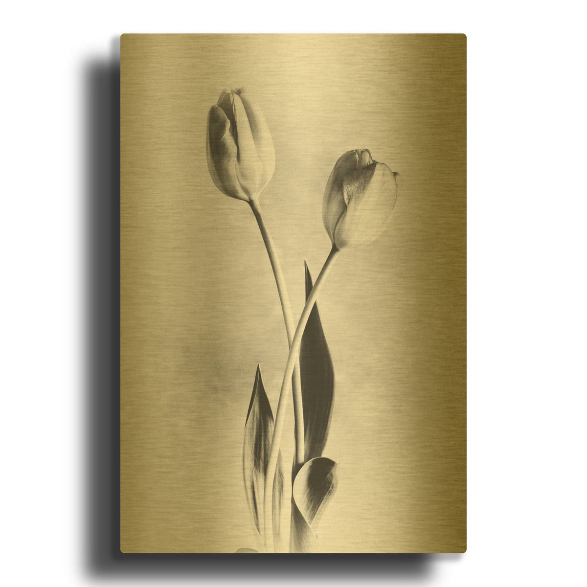 'Soft Tulips IV' By Debra Van Swearingen Gold Metal Wall Art