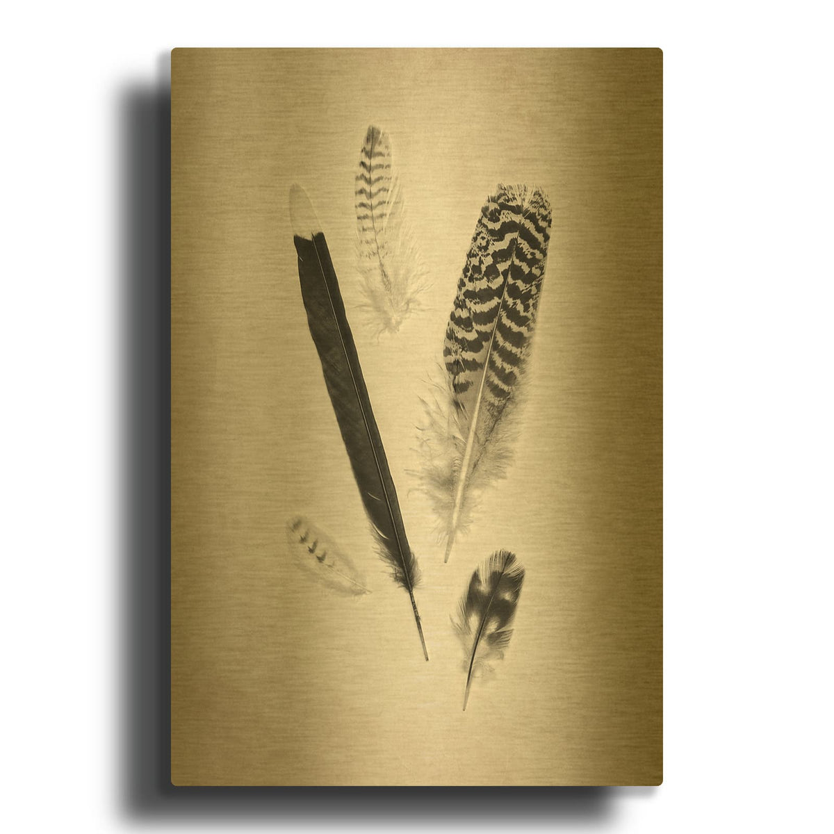 'Feather Group II B&W' By Debra Van Swearingen Gold Metal Wall Art