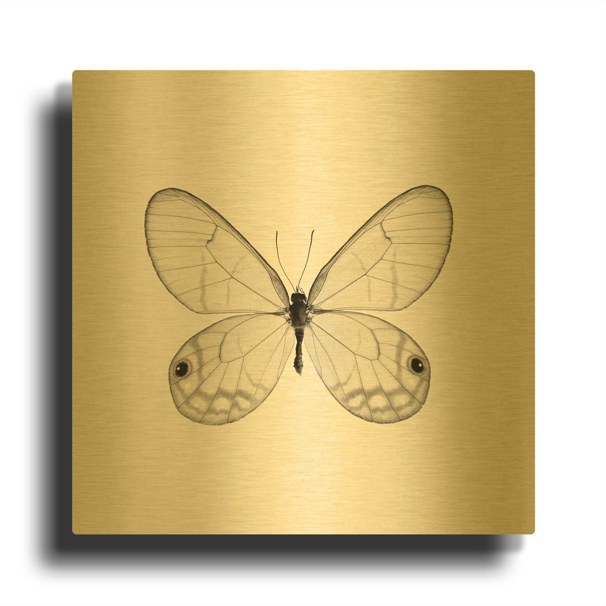 'Butterfly I B&W' By Debra Van Swearingen Gold Metal Wall Art