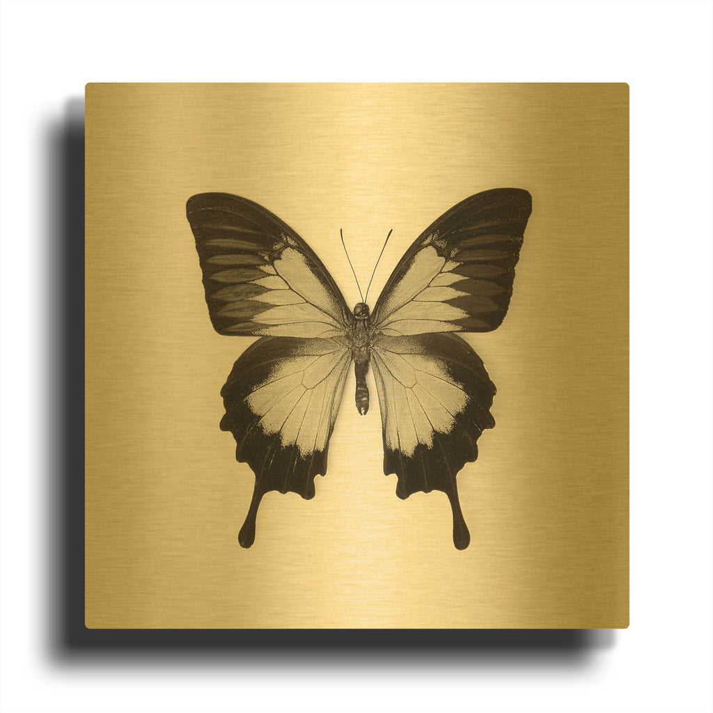 'Butterfly III B&W' By Debra Van Swearingen Gold Metal Wall Art