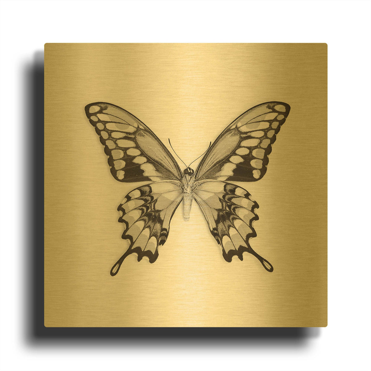 'Butterfly VI B&W' By Debra Van Swearingen Gold Metal Wall Art