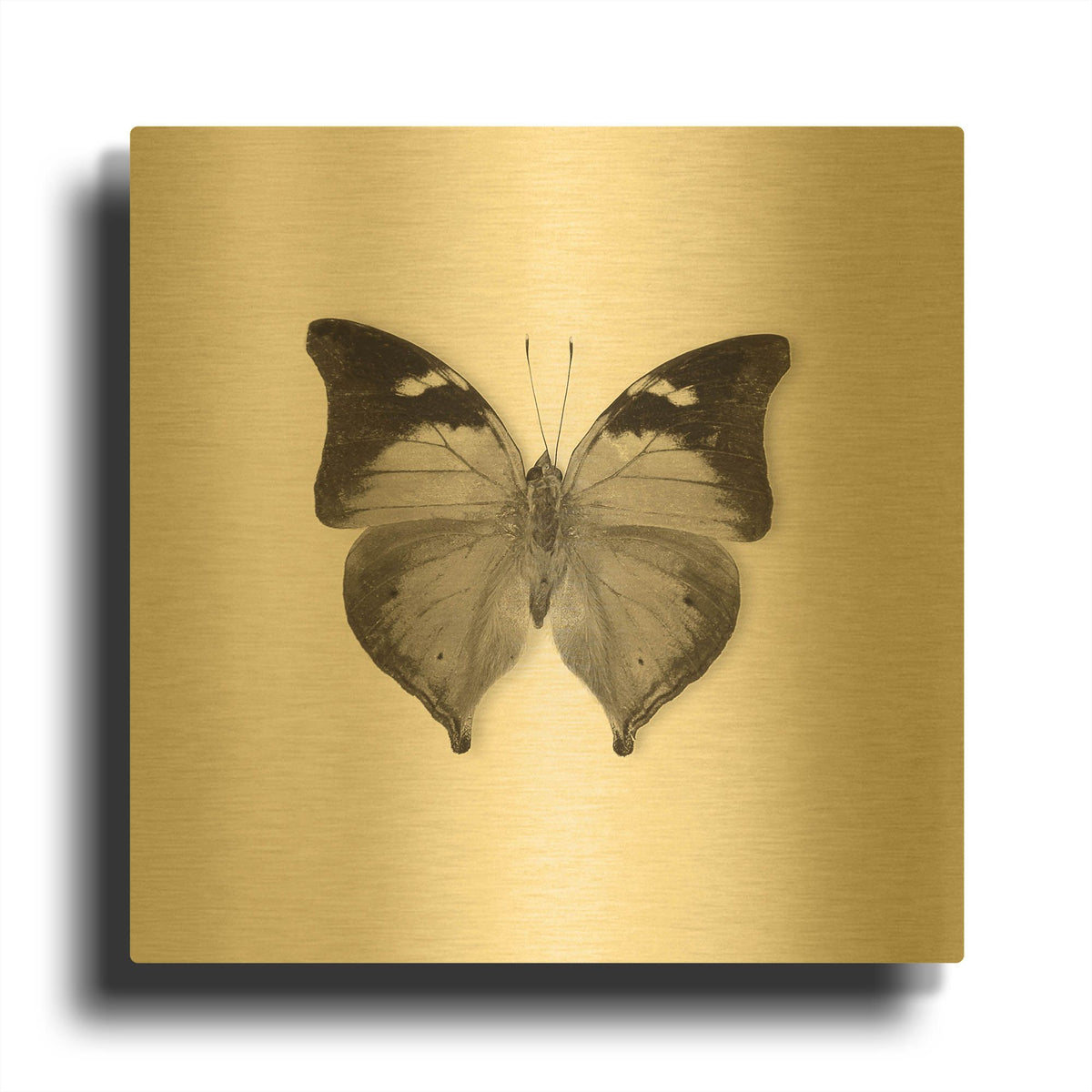 'Butterfly VII B&W' By Debra Van Swearingen Gold Metal Wall Art
