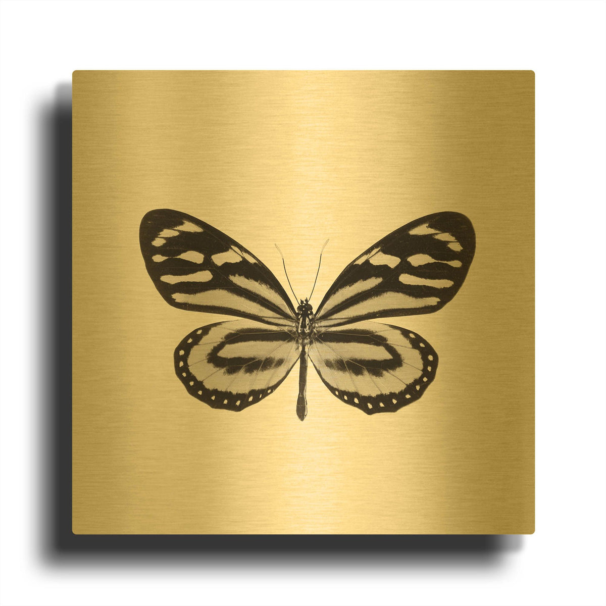 'Butterfly VIII B&W' By Debra Van Swearingen Gold Metal Wall Art
