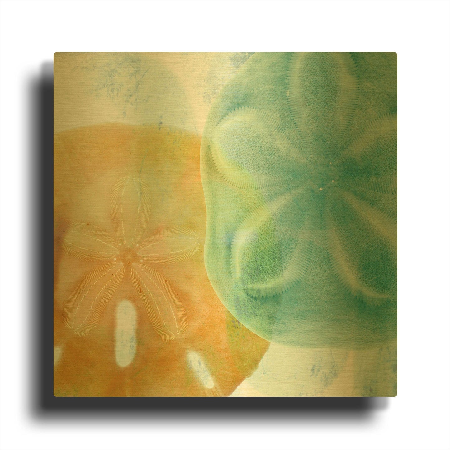 'Luminous Seashells' By Elena Ray Gold Metal Wall Art