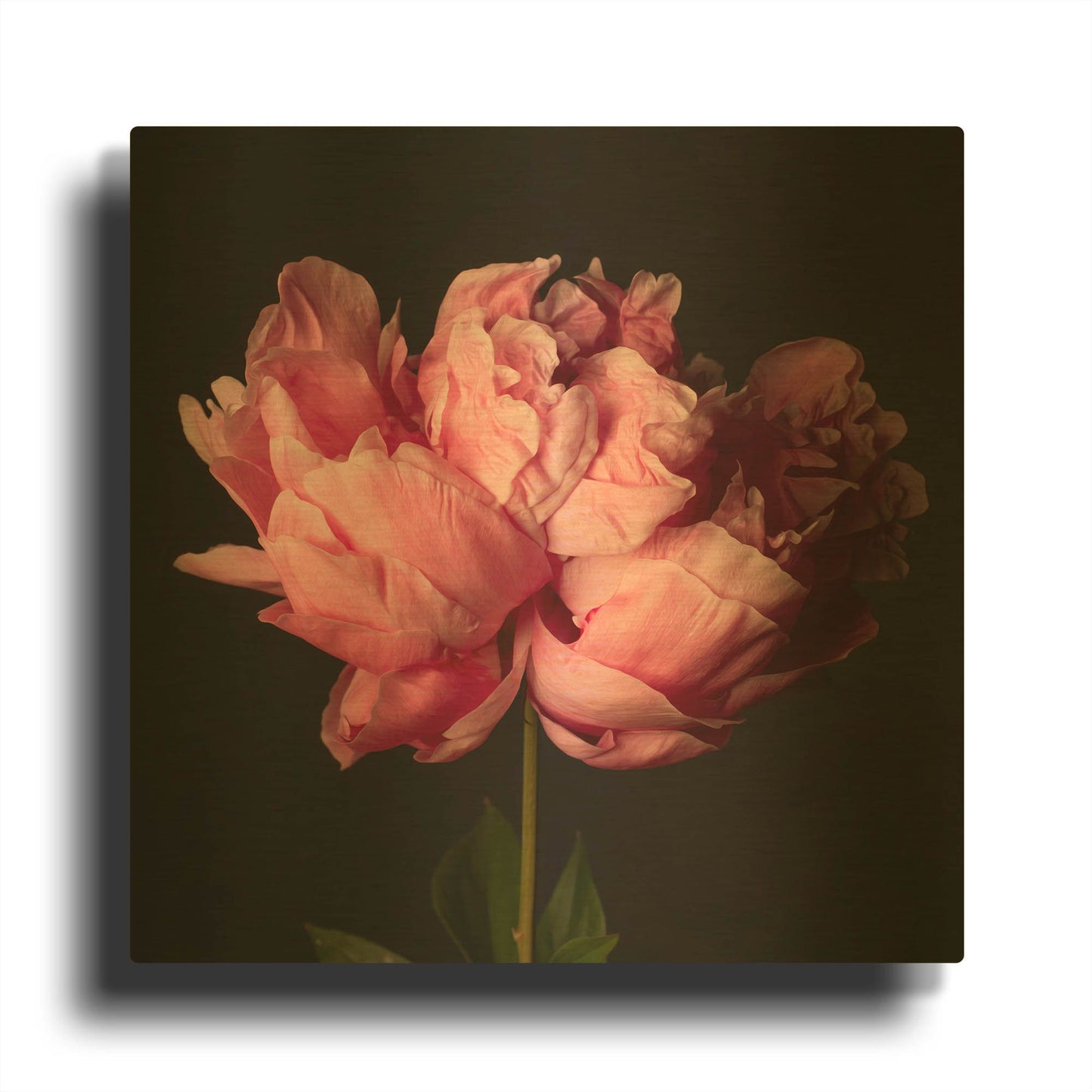 'Perfect Peony' By Leah McLean Gold Metal Wall Art