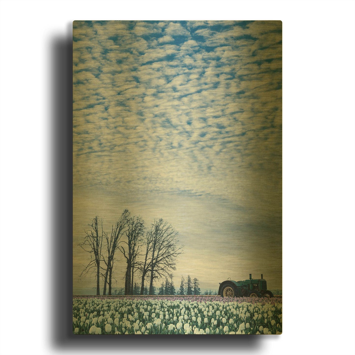 'Tractor Surrounded By Tulips' By Don Schwartz Gold Metal Wall Art