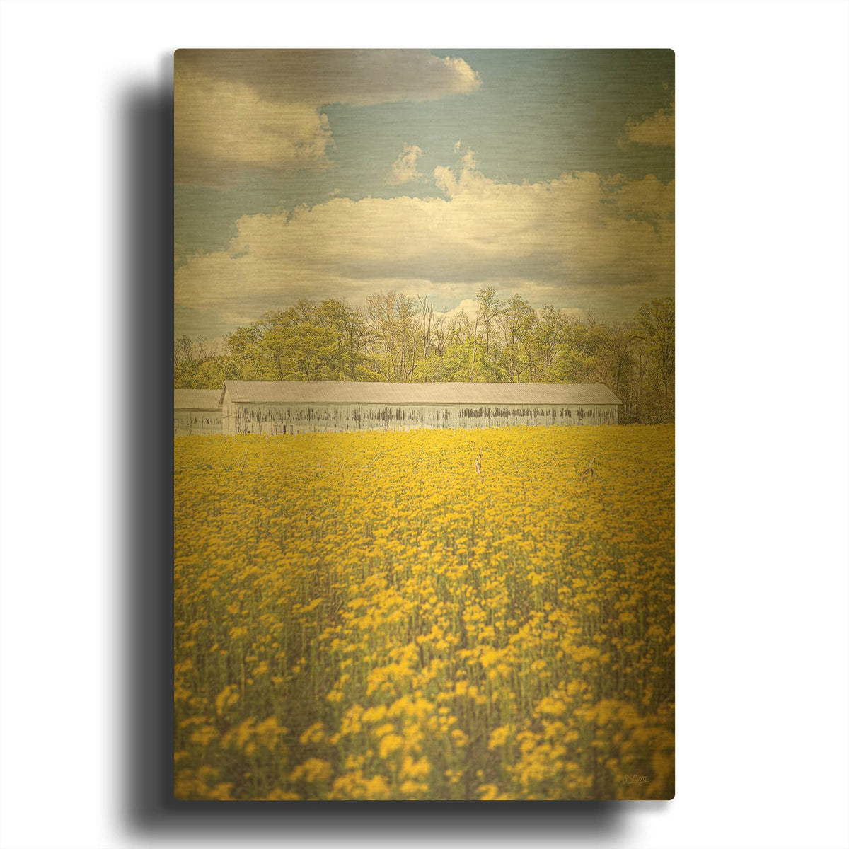 'Field Of Yellow I' By Donnie Quillen Gold Metal Wall Art