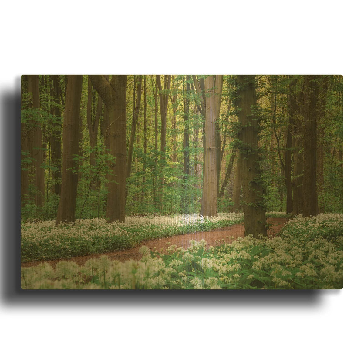'White Carpet' By Martin Podt Gold Metal Wall Art