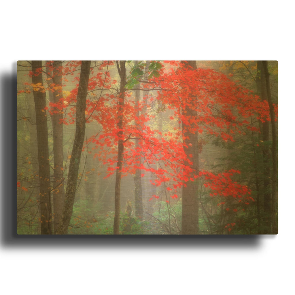 'Splash of Red' By Patrick Zephyr Gold Metal Wall Art