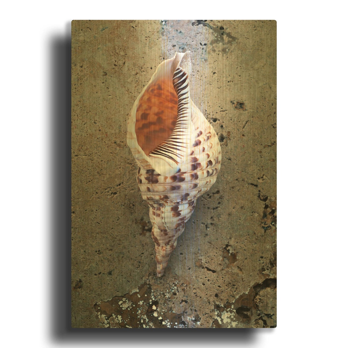 'RAY0282-Spotted Conch Shell' By Elena Ray Gold Metal Wall Art