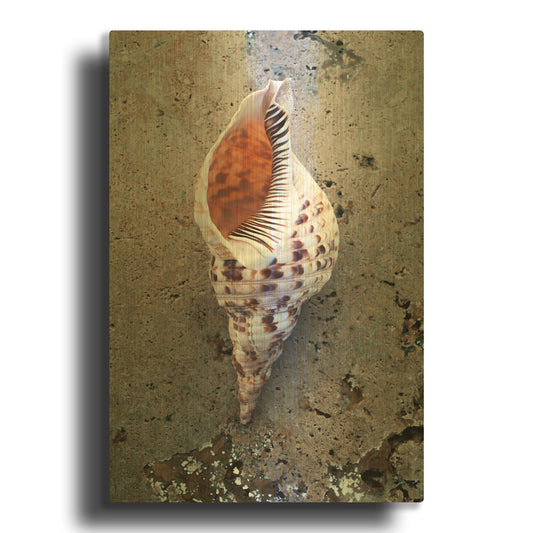 'RAY0282-Spotted Conch Shell' By Elena Ray Gold Metal Wall Art