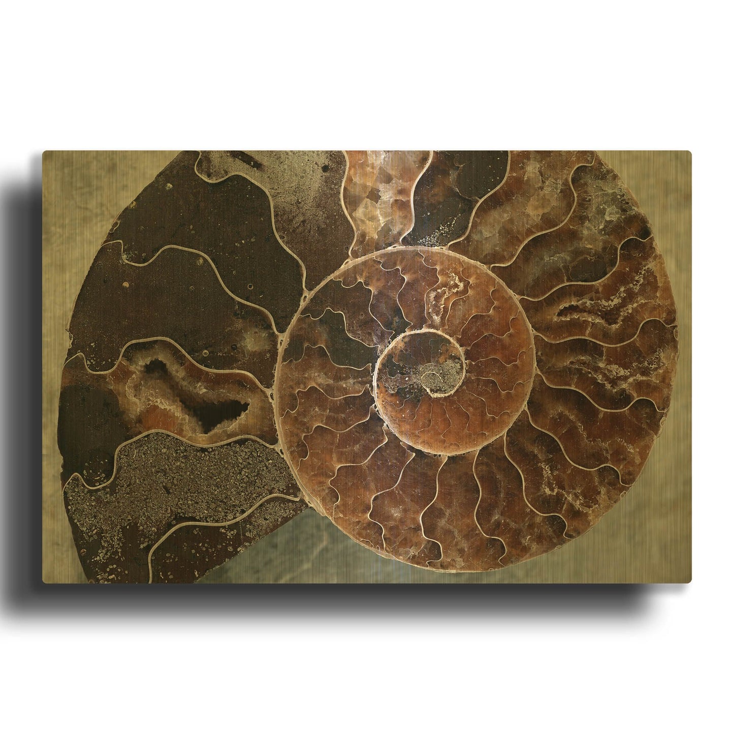 'Ammonite Spiral' By Elena Ray Gold Metal Wall Art