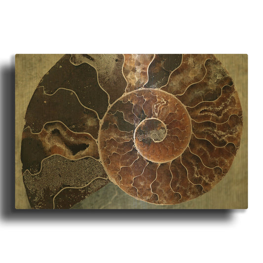 'Ammonite Spiral' By Elena Ray Gold Metal Wall Art