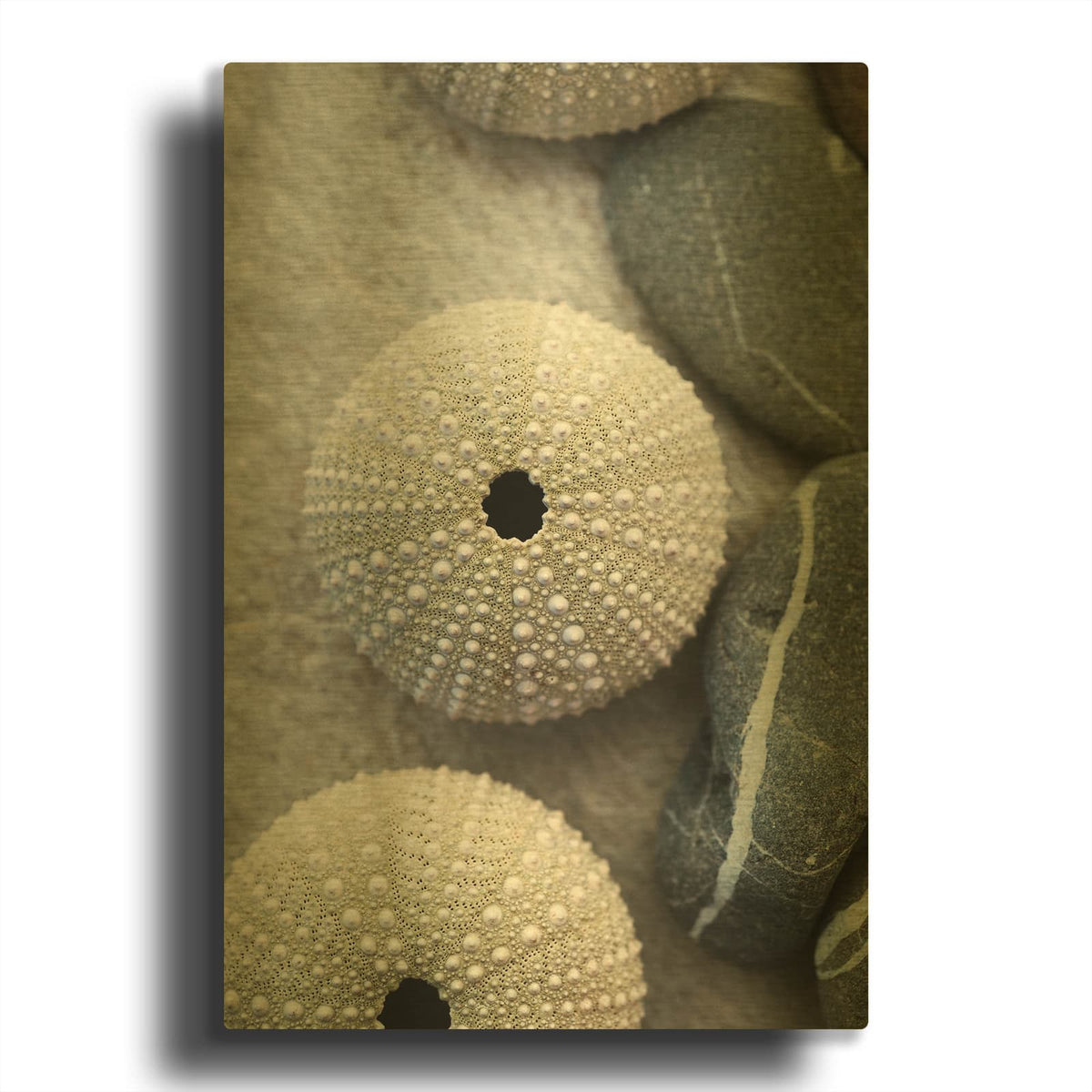 'Sea Urchins' By Elena Ray Gold Metal Wall Art